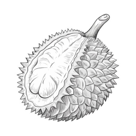 Illustration of Durian fruit on a white background. Vector illustrationのイラスト素材