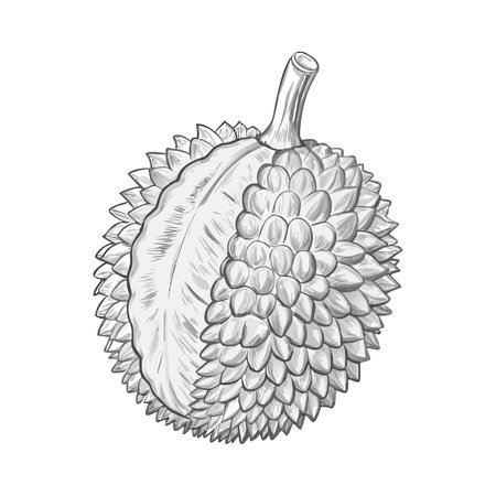 Illustration of Durian fruit on a white background. Vector illustrationのイラスト素材