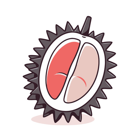 Illustration of Durian fruit on a white background. Vector illustrationのイラスト素材