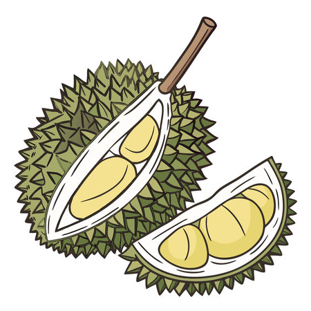 Illustration of Durian fruit on a white background. Vector illustrationのイラスト素材