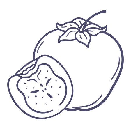 Persimmon fruit. Vector illustration of a persimmon.のイラスト素材