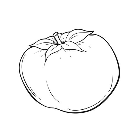 Persimmon fruit. Vector illustration of a persimmon.のイラスト素材