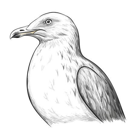 Cute seagull isolated on white background. Vector illustration.のイラスト素材