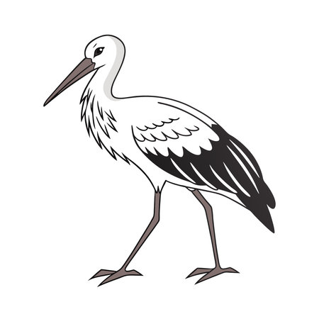 White stork isolated on white background. Stork vector illustration.のイラスト素材