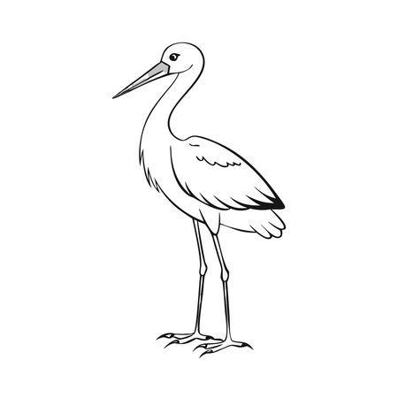 White stork isolated on white background. Stork vector illustration.のイラスト素材