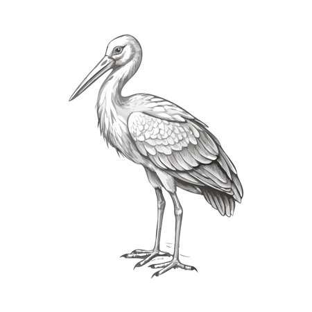White stork isolated on white background. Stork vector illustration.のイラスト素材