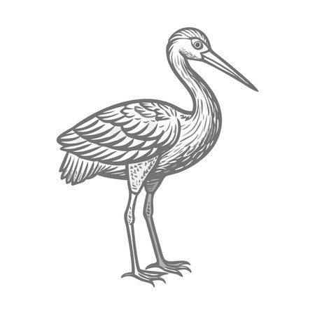 White stork isolated on white background. Stork vector illustration.のイラスト素材