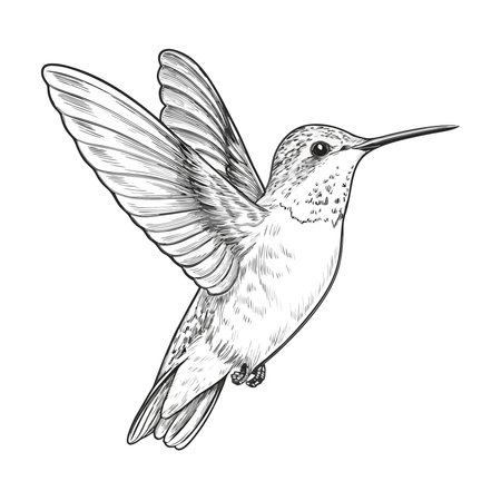 Hummingbird cartoon icon vector illustration graphic design vector illustration graphic designのイラスト素材