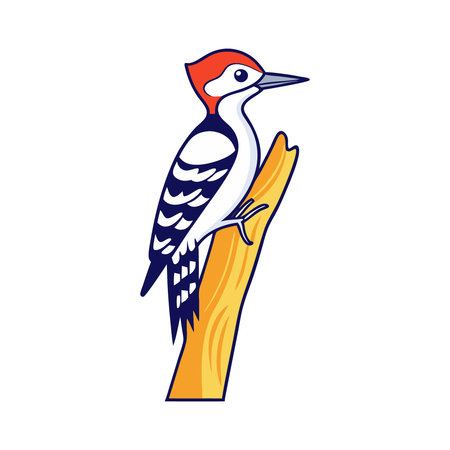 Great spotted woodpecker, Dendrocopos major, vector illustrationのイラスト素材