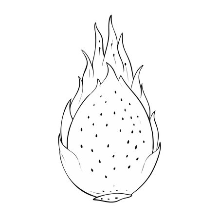 Dragon fruit isolated illustration on white background. Vector illustration of pitahaya.のイラスト素材
