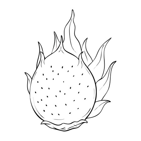 Dragon fruit isolated illustration on white background. Vector illustration of pitahaya.のイラスト素材