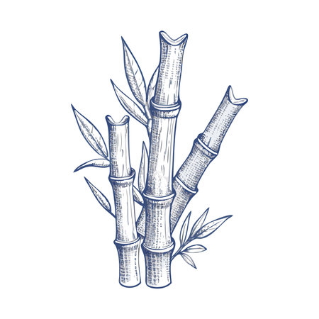 Sugar cane. Vector illustration in sketch style. Isolated on white background.のイラスト素材
