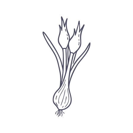 Vector illustration of spring onions on a white background. Vector illustration.のイラスト素材