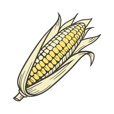 Corn icon. Vector illustration of corn. Hand drawn corn icon.のイラスト素材