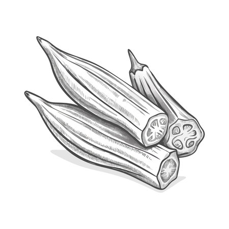 Illustration of okra on a white background. Vector illustration.のイラスト素材