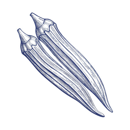 Illustration of okra, hand drawn isolated on white background.のイラスト素材