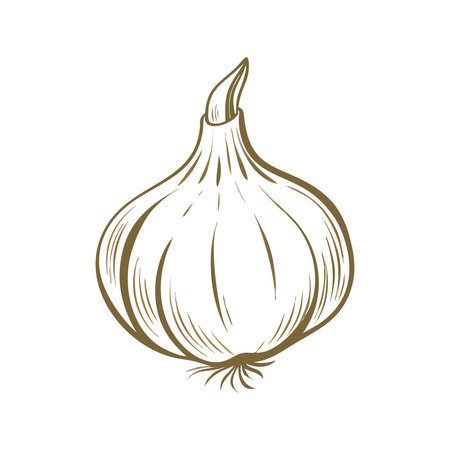 Garlic vector illustration isolated on white background. Design element for label, emblem, sign.のイラスト素材