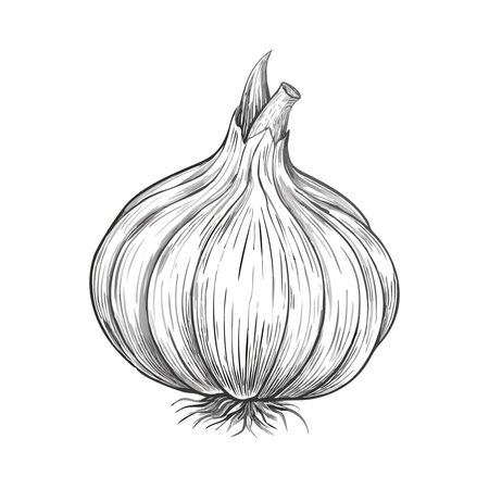 Garlic vector illustration. Isolated garlic on a white background.のイラスト素材