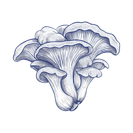 Pleurotus eryngii. Hand drawn vector illustration.のイラスト素材