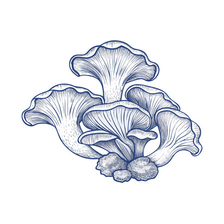 Chanterelle mushrooms. Hand drawn vector illustration on white background.のイラスト素材