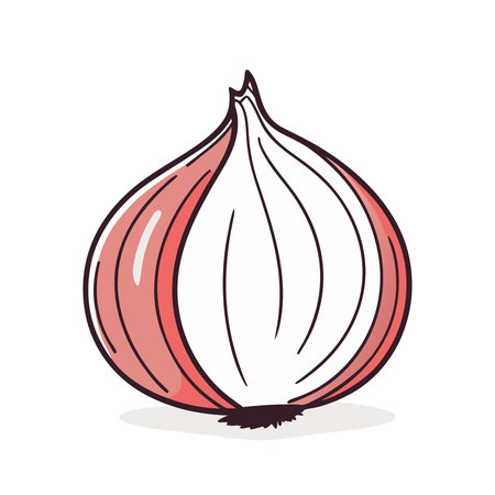 Vector illustration of red onion. Isolated on a white background.のイラスト素材