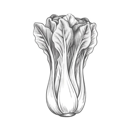 Bok choy, chinese cabbage. Vector illustration isolated on white background.のイラスト素材