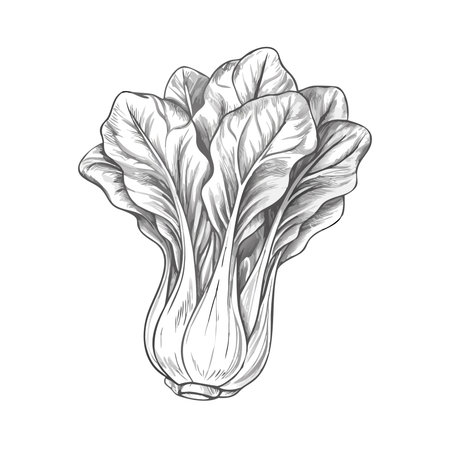Bok choy vector illustration. Hand drawn bok choy.のイラスト素材