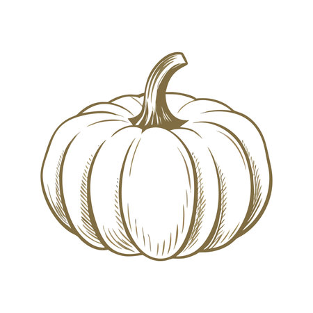 Pumpkin isolated on white background. Vector illustration in sketch style.のイラスト素材