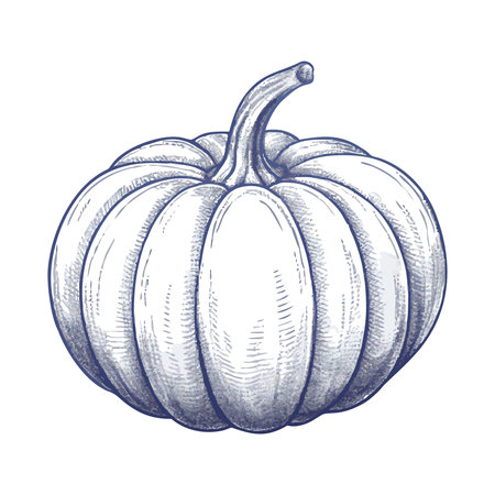 Pumpkin sketch. Hand drawn vector illustration on white background.のイラスト素材