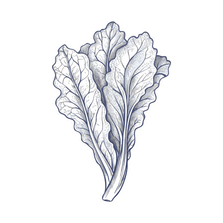 Lettuce. Hand drawn vector illustration. Engraved style.のイラスト素材