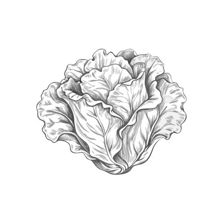 Lettuce sketch. Vector illustration of lettuce isolated on white background.のイラスト素材