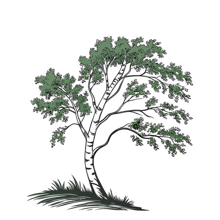 Tree isolated on a white background. Vector illustration of a tree.のイラスト素材
