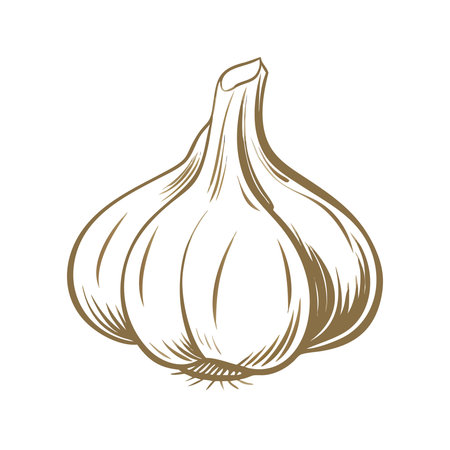 Garlic vector illustration isolated on white background. Design element for label, emblem, sign.のイラスト素材