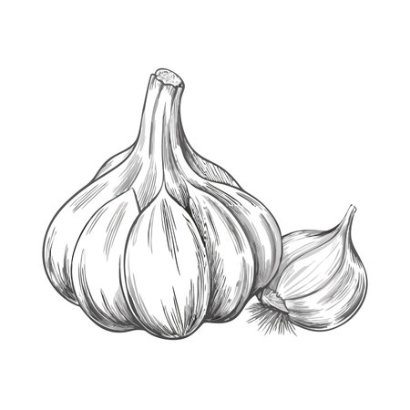Garlic. Hand drawn vector illustration. Isolated on white background.のイラスト素材