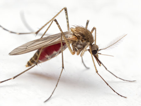 mosquito on white background, macro photo of a Mosquito
