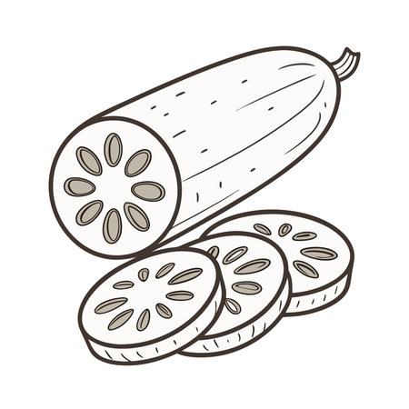 Illustration of cucumber on white background. Vector illustration of cucumber.のイラスト素材