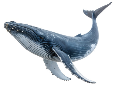 3D digital render of a blue whale isolated on white backgroundの写真素材