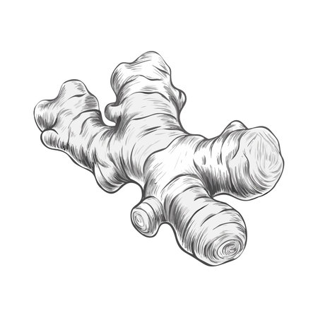 Ginger root isolated on white background. Hand drawn vector illustration.