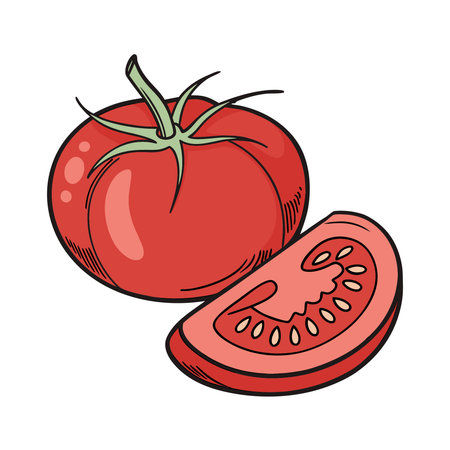 Tomato. Hand drawn vector illustration. Isolated on white background.のイラスト素材