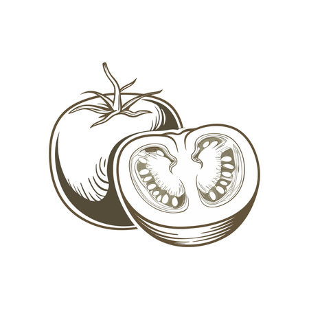 Tomato vector illustration on white background. Design element for label, emblem, sign.のイラスト素材