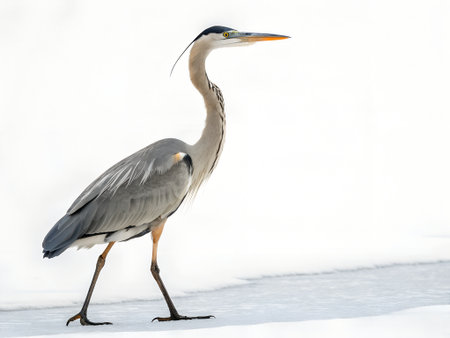 Great Blue Heron (Ardea herodias) on iceの写真素材