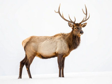 Male elk on a white background. (Cervus elaphus)の写真素材