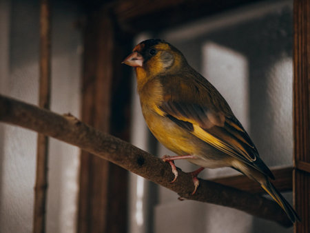 Bird of goldfinch (Carduelis carduelis)の写真素材