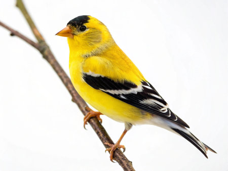 American Goldfinch (Carduelis tristis) on a branch