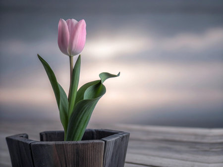 pink tulip in a wooden pot on the background of the sunset