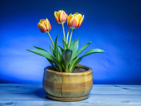 Tulips in a wooden pot on a blue background. Spring flowers.の写真素材