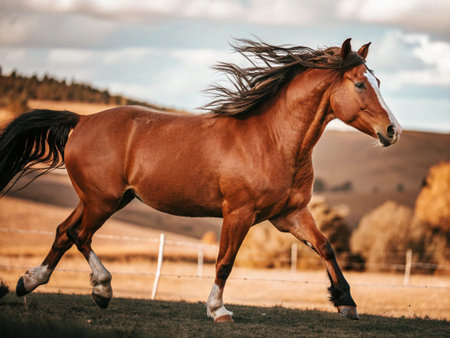 Beautiful bay horse with long mane runs on the meadowの写真素材