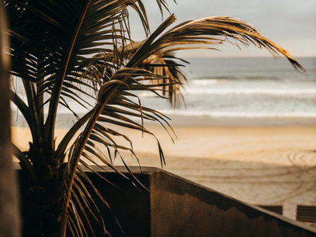 Palm tree on the beach at sunset in Bali, Indonesiaの写真素材