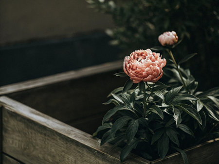Beautiful peony flowers in a wooden box. Selective focus.の写真素材