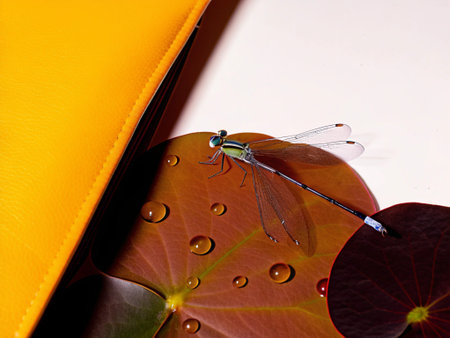 Dragonfly on a leaf of a lotus with water dropletsの写真素材